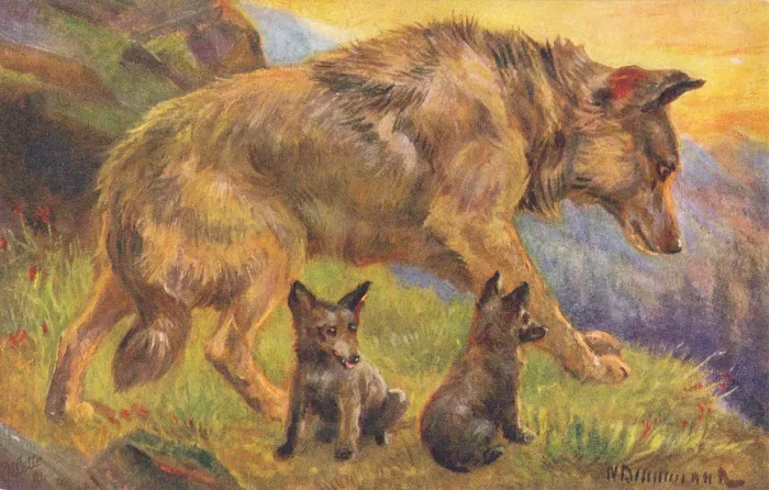 Framed Print : Wolf. Buffalo from a postcard series entitled In the Rocky Mountains Framed Print : Wolf. Buffalo from a postcard series entitled In the Rocky Mountains