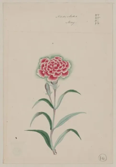 Framed Print : Nadeshiko - May