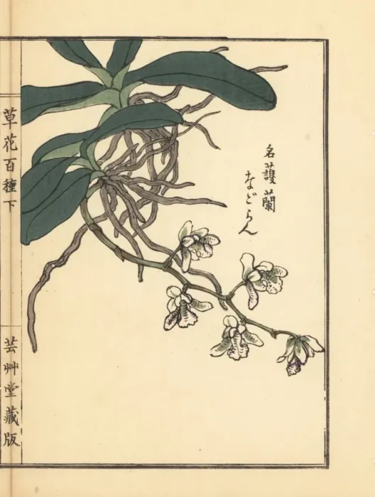 Framed Print : Nagoran or Japan sedirea orchid, Aerides japonicum Reichb Framed Print : Nagoran or Japan sedirea orchid, Aerides japonicum Reichb