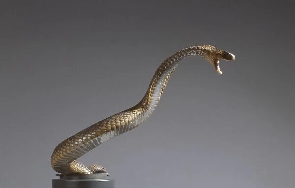 Naja haje haje, Egyptian cobra