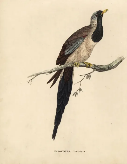 Framed Print : Namaqua dove, Oena capensis Framed Print : Namaqua dove, Oena capensis