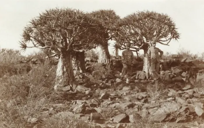 Framed Print : Namibia, Africa - Quiver Trees Framed Print : Namibia, Africa - Quiver Trees