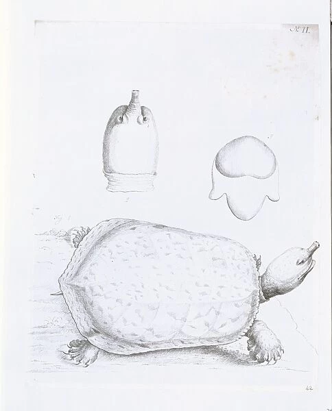 Namyda agassizii, soft shelled tortoise of Georgia
