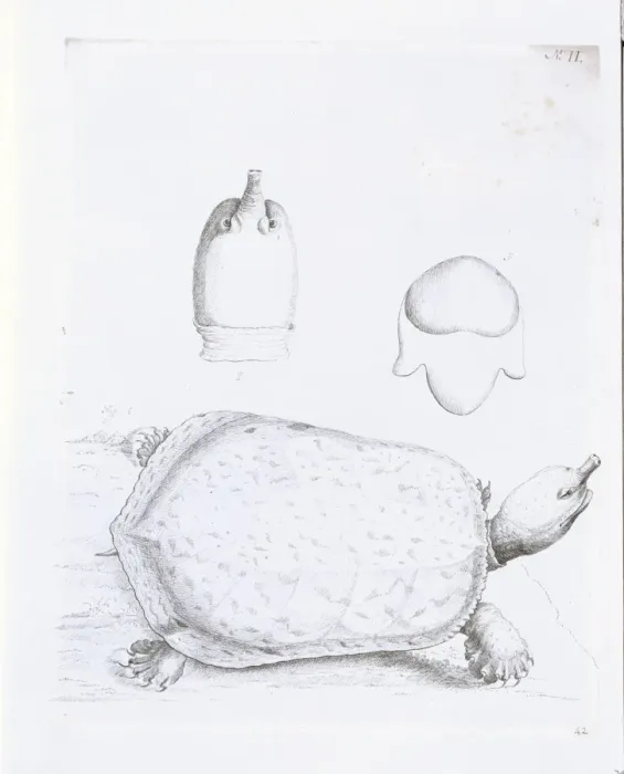 Framed Print : Namyda agassizii, soft shelled tortoise of Georgia Framed Print : Namyda agassizii, soft shelled tortoise of Georgia