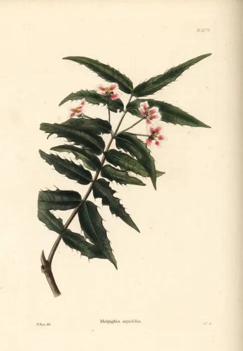 Framed Print : Nance shrub, Malpighia aquifolia Framed Print : Nance shrub, Malpighia aquifolia