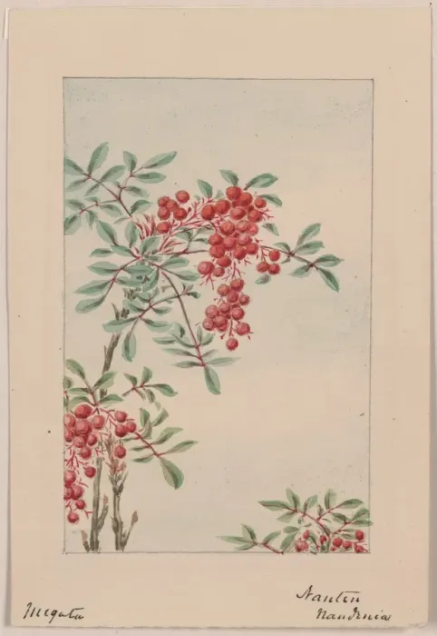 Framed Print : Nandina bush with berries Framed Print : Nandina bush with berries