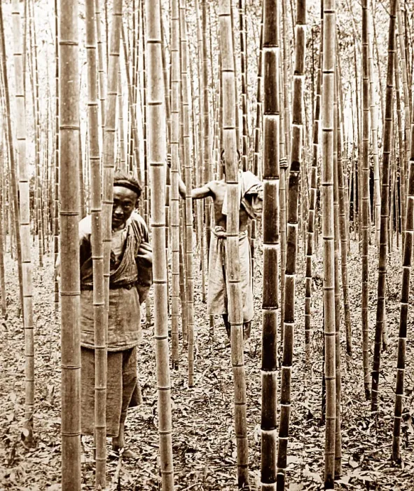Framed Print : Nanjing bamboo plantation, China Framed Print : Nanjing bamboo plantation, China