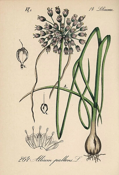 Naples garlic, Allium pallens