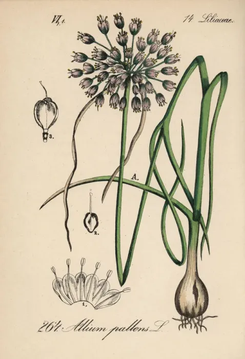 Framed Print : Naples garlic, Allium pallens Framed Print : Naples garlic, Allium pallens