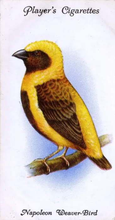 Framed Print : Napoleon Weaver-Bird Framed Print : Napoleon Weaver-Bird