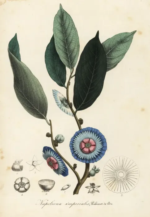 Framed Print : Napoleonaea imperialis Framed Print : Napoleonaea imperialis