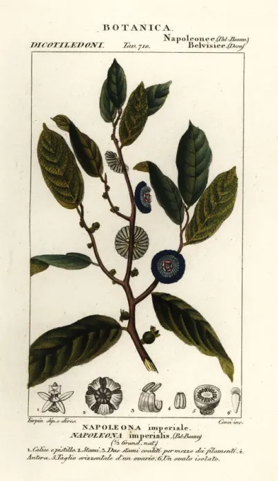 Framed Print : Napoleonaea imperialis Framed Print : Napoleonaea imperialis