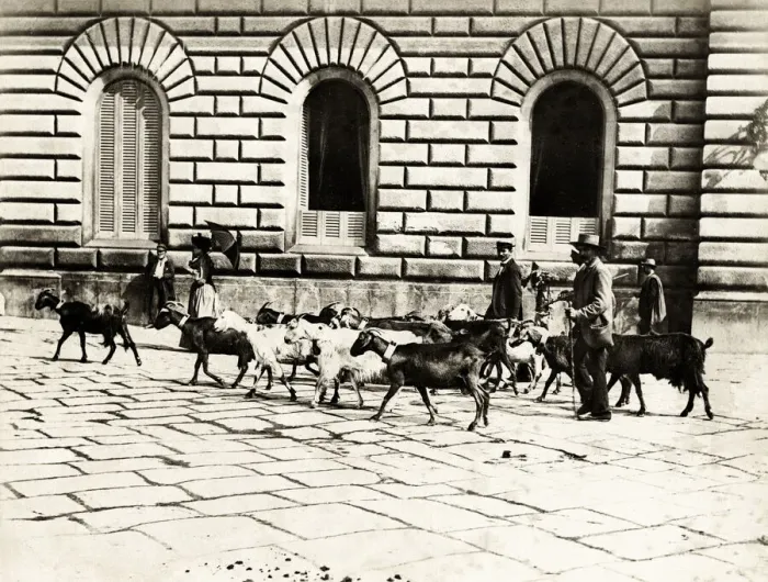 Framed Print : Napoli, Naples, Italy, goats being driven along a street Framed Print : Napoli, Naples, Italy, goats being driven along a street