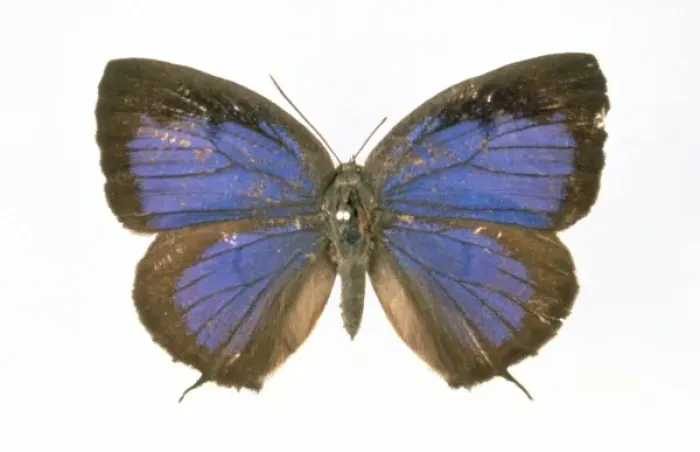 Framed Print : Narathura eumolphus, female green oakblue Framed Print : Narathura eumolphus, female green oakblue