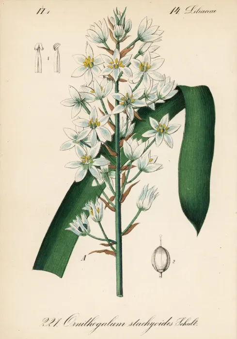 Framed Print : Narbonne Star-of-Bethlehem, Ornithogalum narbonense Framed Print : Narbonne Star-of-Bethlehem, Ornithogalum narbonense