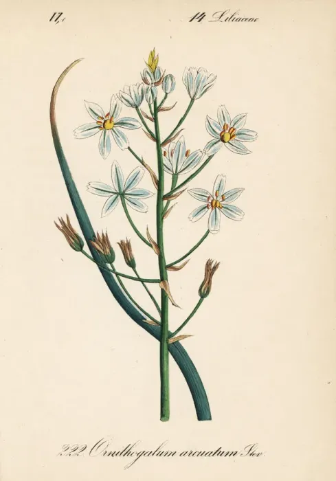 Framed Print : Narbonne Star-of-Bethlehem, Ornithogalum narbonense Framed Print : Narbonne Star-of-Bethlehem, Ornithogalum narbonense