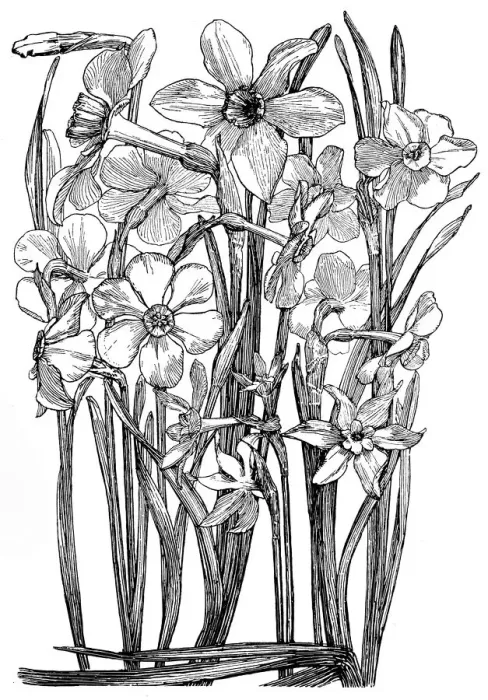 Framed Print : Narcissi. Studies in plant form with suggestions for their application to design Framed Print : Narcissi. Studies in plant form with suggestions for their application to design