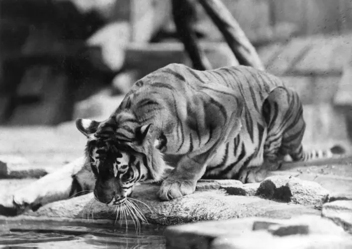 Framed Print : Narcissistic Tiger Framed Print : Narcissistic Tiger