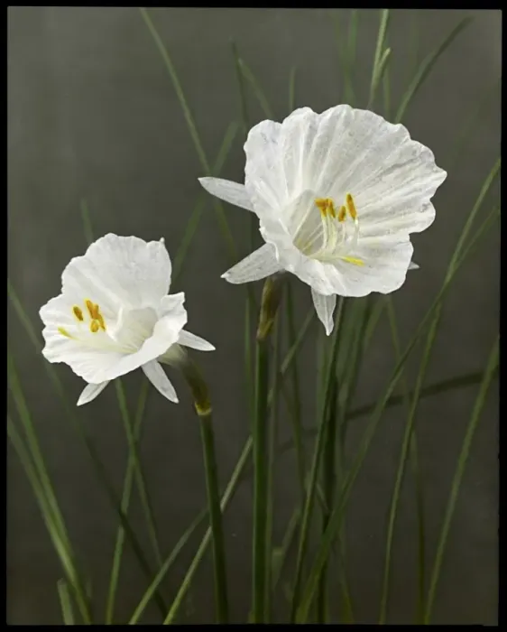Framed Print : Narcissus Cantabricus Monophyllus Framed Print : Narcissus Cantabricus Monophyllus