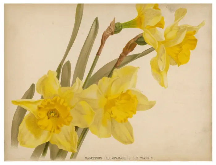 Framed Print : NARCISSUS INCOMPARABILIS Framed Print : NARCISSUS INCOMPARABILIS