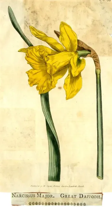Framed Print : Narcissus Major, Great Daffodil Framed Print : Narcissus Major, Great Daffodil