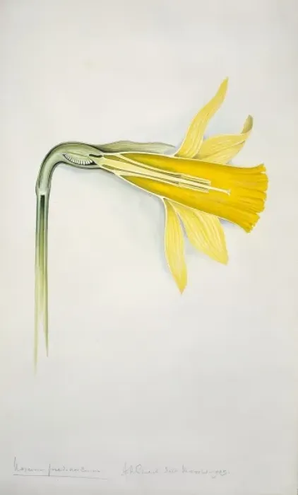 Framed Print : Narcissus pseudonarcissus, daffodil Framed Print : Narcissus pseudonarcissus, daffodil