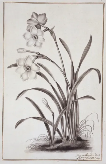 Framed Print : Narcissus x medioluteus, peerless primrose Framed Print : Narcissus x medioluteus, peerless primrose