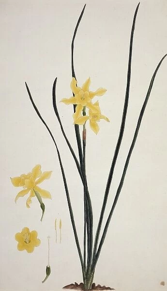 Narcissus x odorus, daffodil