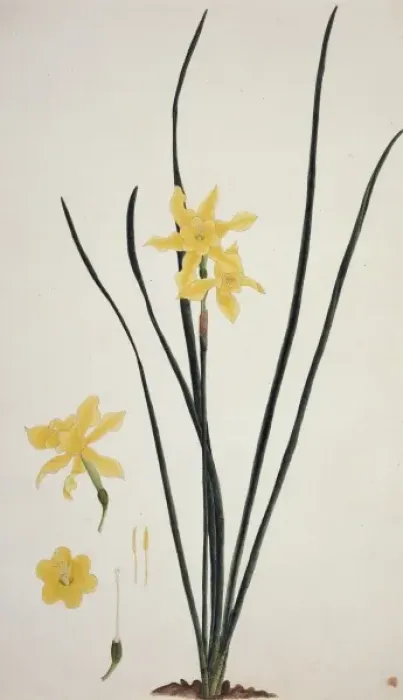 Framed Print : Narcissus x odorus, daffodil