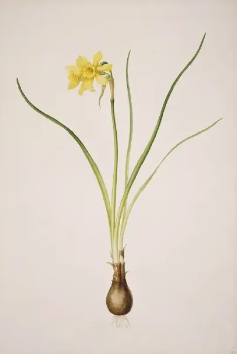 Framed Print : Narcissus x odorus, daffodil Framed Print : Narcissus x odorus, daffodil