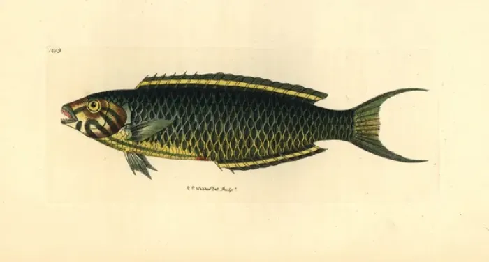 Framed Print : Narrow-barred Spanish mackerel, Scomberomorus commerson Framed Print : Narrow-barred Spanish mackerel, Scomberomorus commerson