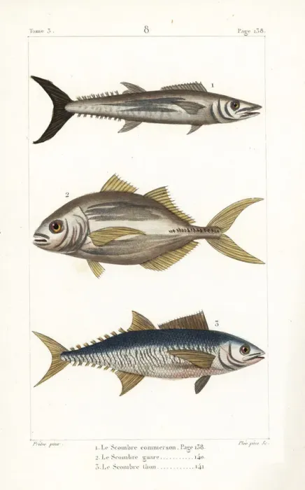 Framed Print : Narrow-barred Spanish mackerel, torpedo scad Framed Print : Narrow-barred Spanish mackerel, torpedo scad
