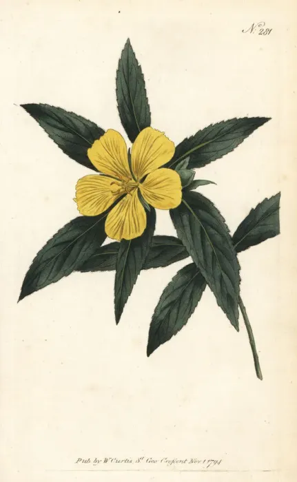 Framed Print : Narrow-leav d turnera, Turnera angustifolia Framed Print : Narrow-leav d turnera, Turnera angustifolia