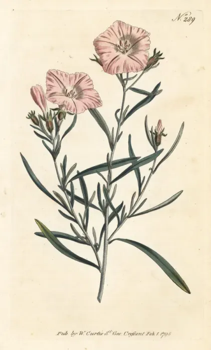 Framed Print : Narrow-leaved convolvulus, Convolvulus linearis
