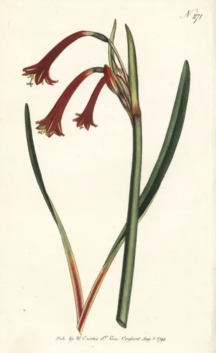 Framed Print : Narrow-leaved cyrtanthus, Cyrtanthus angustifolius Framed Print : Narrow-leaved cyrtanthus, Cyrtanthus angustifolius