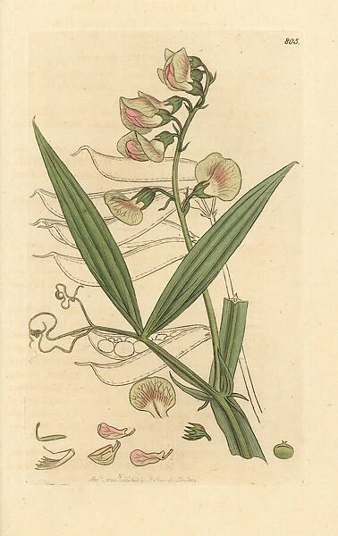 Narrow-leaved everlasting pea, Lathyrus sylvestris