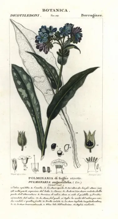 Framed Print : Narrow-leaved lungwort, Pulmonaria angustifolia Framed Print : Narrow-leaved lungwort, Pulmonaria angustifolia
