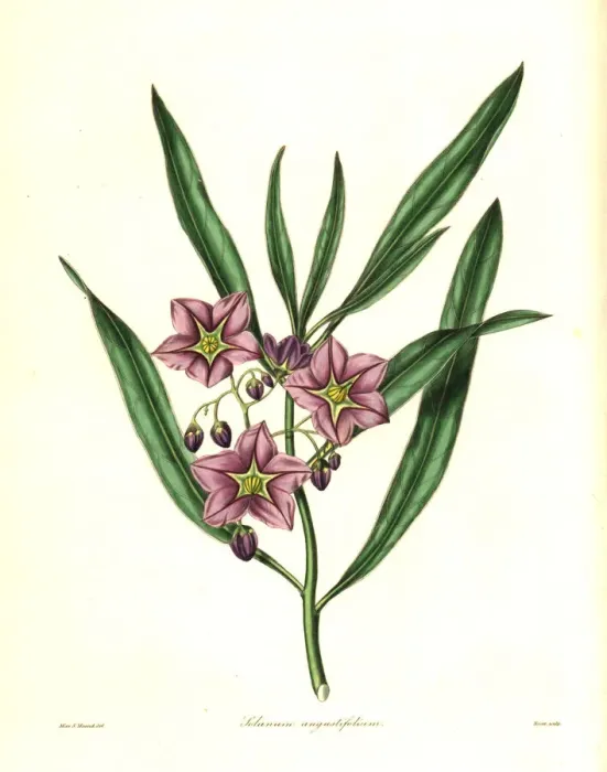 Framed Print : Narrow-leaved solanum, Solanum angustifolium Framed Print : Narrow-leaved solanum, Solanum angustifolium