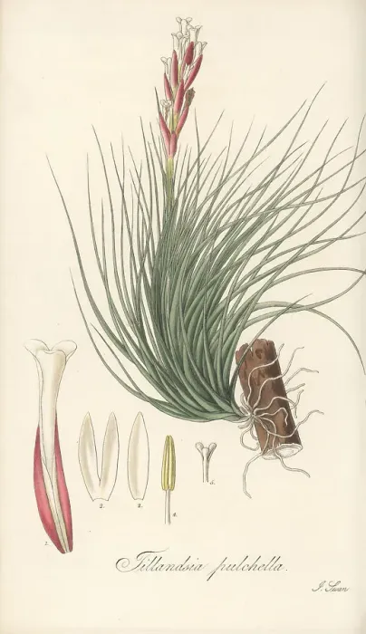 Framed Print : Narrowleaf airplant, Tillandsia tenuifolia