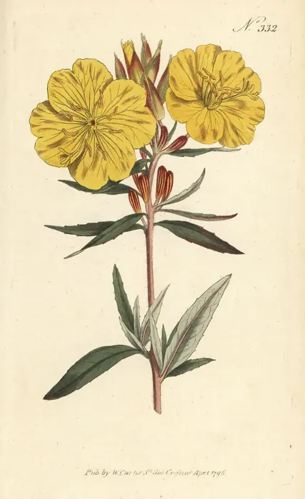 Framed Print : Narrowleaf evening primrose, Oenothera fruticosa Framed Print : Narrowleaf evening primrose, Oenothera fruticosa