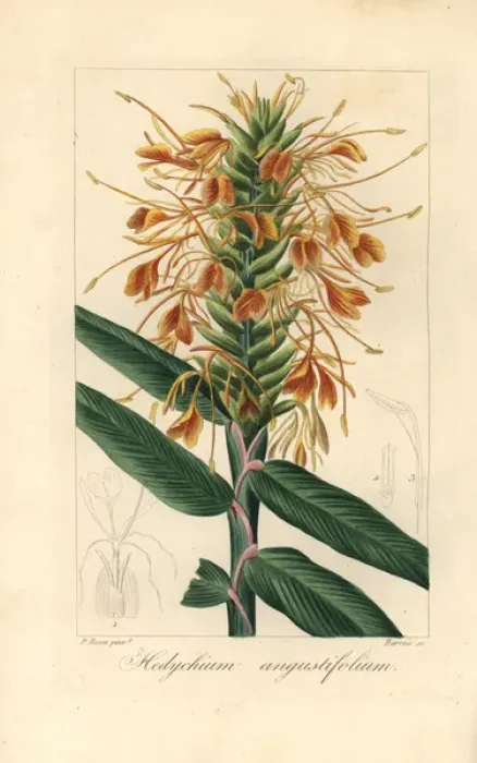 Framed Print : Narrowleaf ginger, Hedychium angustifolium Framed Print : Narrowleaf ginger, Hedychium angustifolium