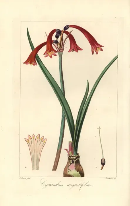 Framed Print : Narrowleaved cyrtanthus, Cyrtanthus angustifolius Framed Print : Narrowleaved cyrtanthus, Cyrtanthus angustifolius