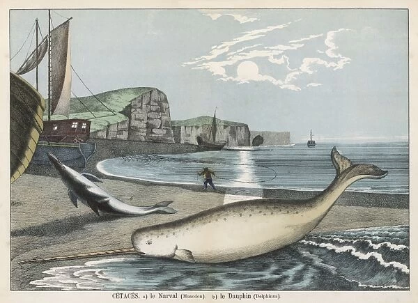 NARWHAL. A narwhal (monodon) on the shore : behind it is a dolphin (delphinus)