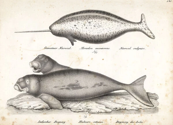 Narwhal and dugong (vulnerable)