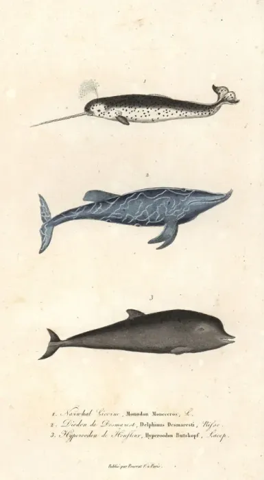 Framed Print : Narwhal, goose-beaked whale and northern bottlenose whale Framed Print : Narwhal, goose-beaked whale and northern bottlenose whale