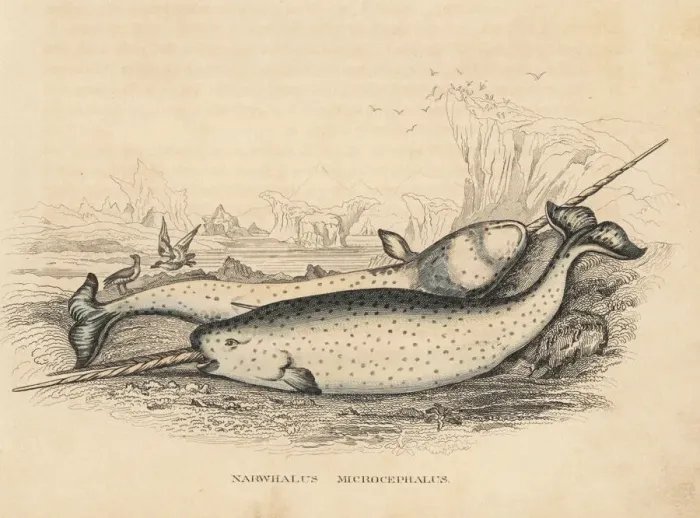 Framed Print : Narwhal, Monodon monoceros Framed Print : Narwhal, Monodon monoceros