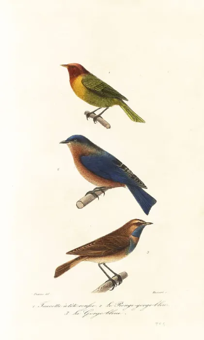 Framed Print : Nashville warbler, eastern bluebird and bluethroat Framed Print : Nashville warbler, eastern bluebird and bluethroat