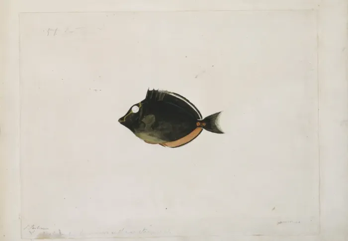 Framed Print : Naso lituratus, orangespine unicornfish Framed Print : Naso lituratus, orangespine unicornfish