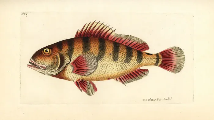 Framed Print : Nassau grouper, Epinephelus striatus Framed Print : Nassau grouper, Epinephelus striatus