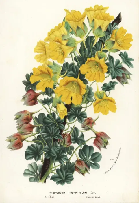 Framed Print : Nasturtium variety, Tropaeolum polyphyllum Framed Print : Nasturtium variety, Tropaeolum polyphyllum